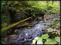 Mossy log