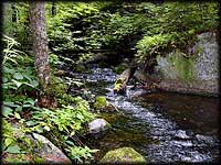 Brook