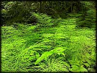Forest horsetail
