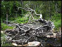 Tree roots