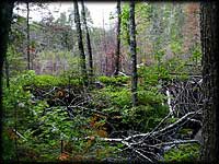 The forest