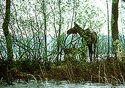 Moose and calf on Quetico island