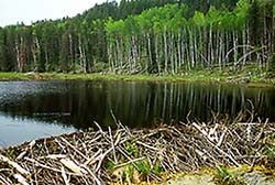 Quetico Beaver Dam
