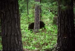Black bear in BWCA