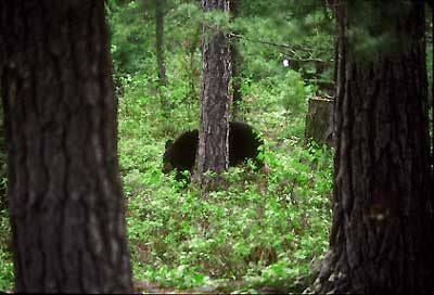 Black bear in BWCA